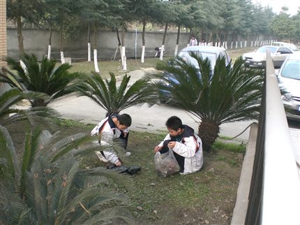 拣树叶