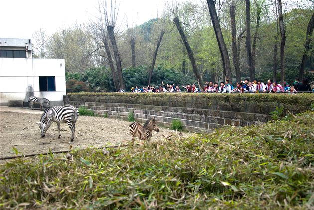 亲近自然,快乐成长——记棠外附小2017、2018届春季社会实践活动