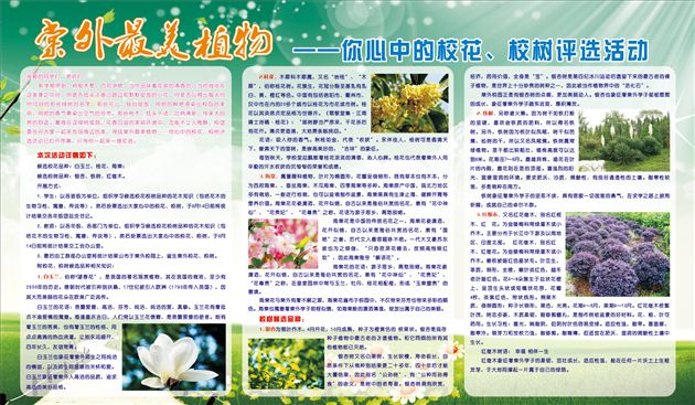 海棠花开洒清逸 铁树傲然誓长青——记棠外最美植物——你心中的校花、校树评选活动
