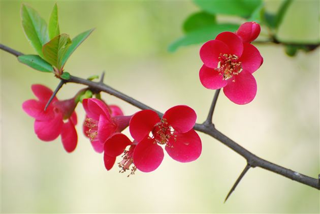 海棠花开洒清逸 铁树傲然誓长青——记棠外最美植物——你心中的校花、校树评选活动
