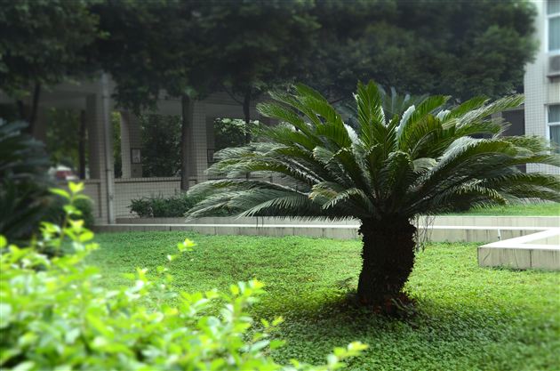 海棠花开洒清逸 铁树傲然誓长青——记棠外最美植物——你心中的校花、校树评选活动