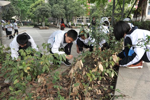 爱护花草树木,我们在行动——记棠外“用我之手绿我棠外——除草大行动”活动