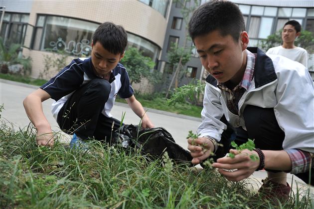 爱护花草树木,我们在行动——记棠外“用我之手绿我棠外——除草大行动”活动