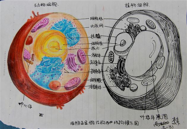巧动手,知识才能过手——棠外高2014级生物细胞模型制作展示