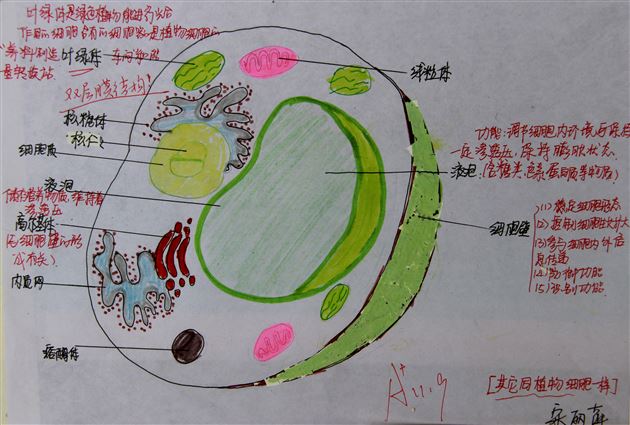 巧动手,知识才能过手——棠外高2014级生物细胞模型制作展示