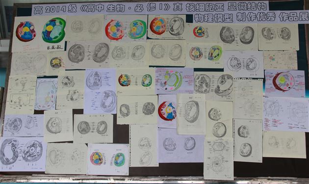 巧动手,知识才能过手——棠外高2014级生物细胞模型制作展示