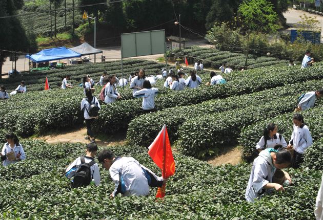 千秋蒙顶,茶香天下——记棠外初2013级师生蒙顶山中华茶文化体验之旅