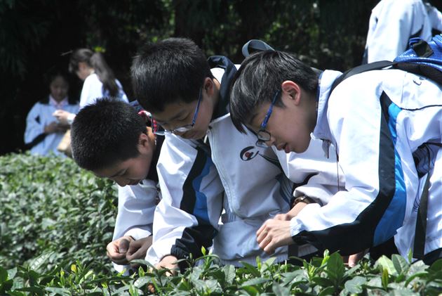 千秋蒙顶,茶香天下——记棠外初2013级师生蒙顶山中华茶文化体验之旅