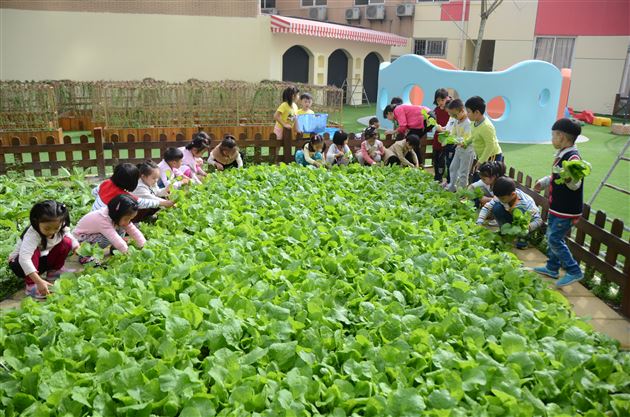爱心传递,真情永驻——记棠外实验幼稚园蔬菜爱心义卖活动