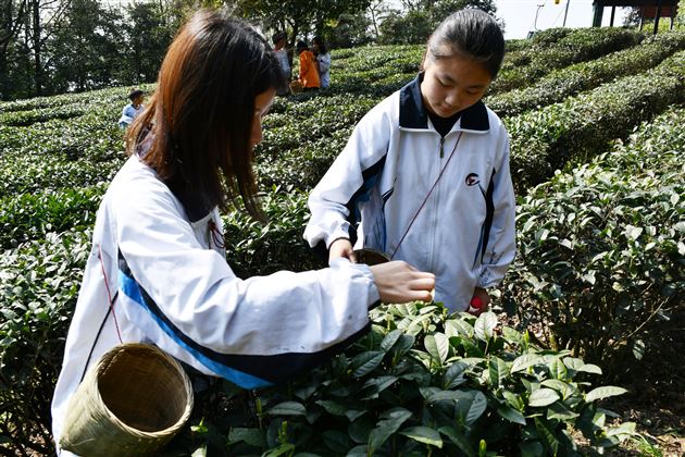 品蒙顶茶韵 探丛林之险——记我校国际部U-COURSE课程之蒙顶山研习体验之旅