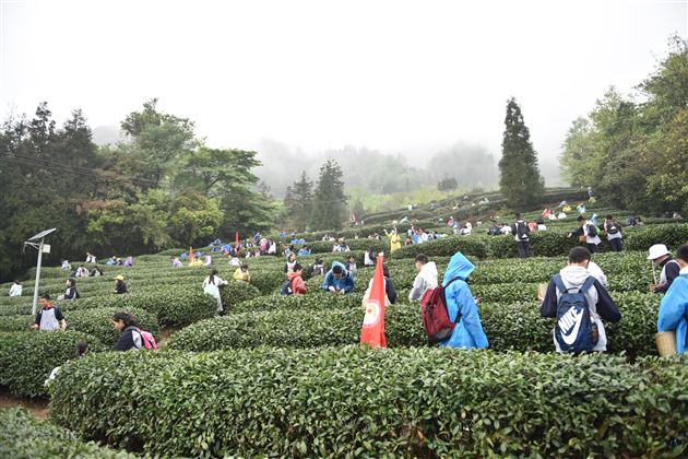 一路茶香 道蕴清长——我校初2018级开展 “茶遇蒙山”研学旅行活动