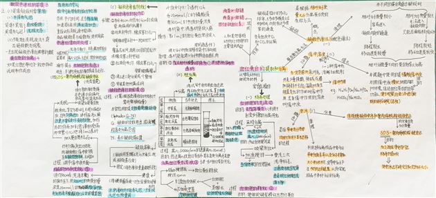 生物之美 思维之美——高2018级生物组思维导图展示活动