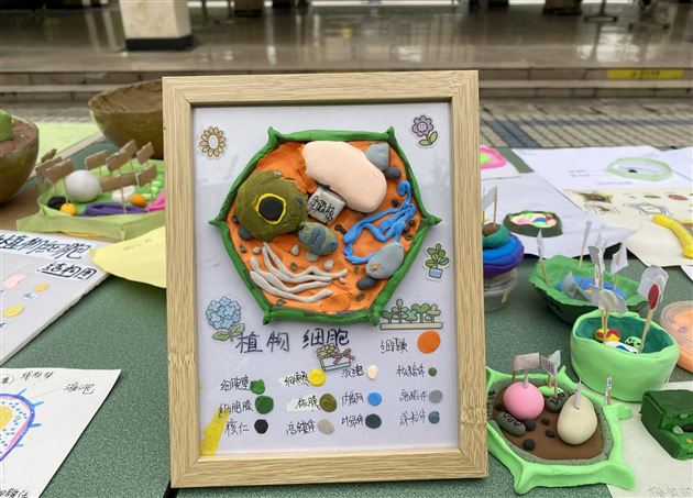 “造起来吧!”——初2021级成功举办生物手工模型展