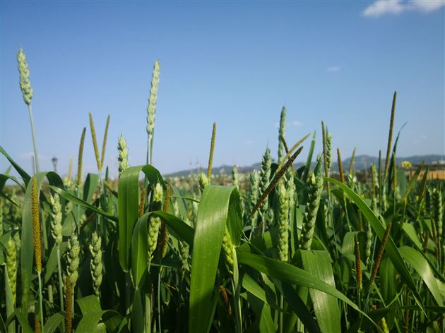 麦田