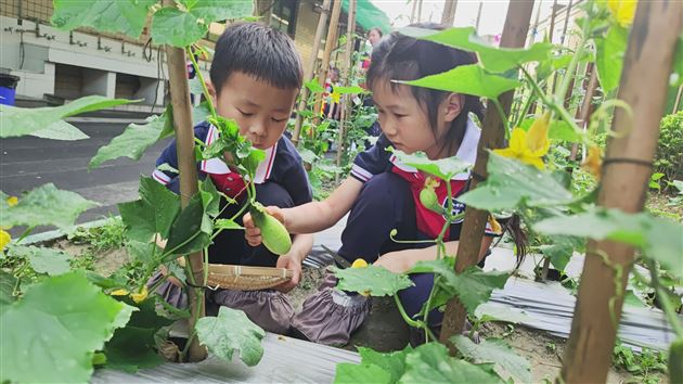 棠外实验幼儿园开展蔬菜义卖活动