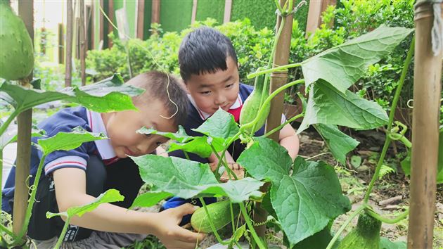 棠外实验幼儿园开展蔬菜义卖活动