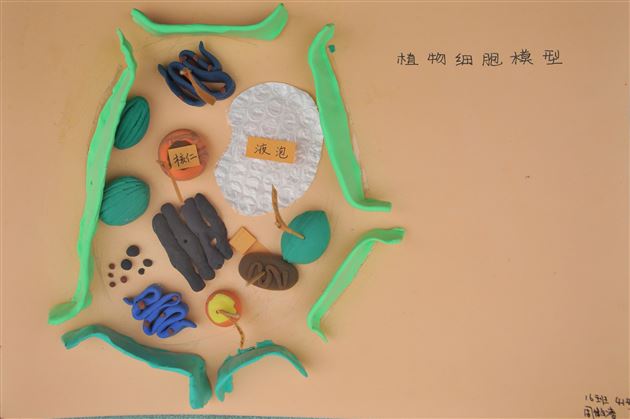 棠外初2022级开展“玩转细胞”模型制作大赛