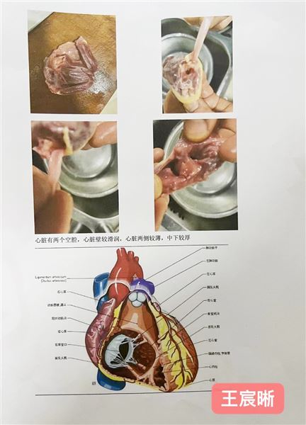 实验,解剖,办报——不一样的生物寒假作业