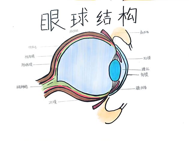 人体结构绘图