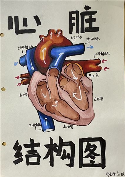 人体结构绘图