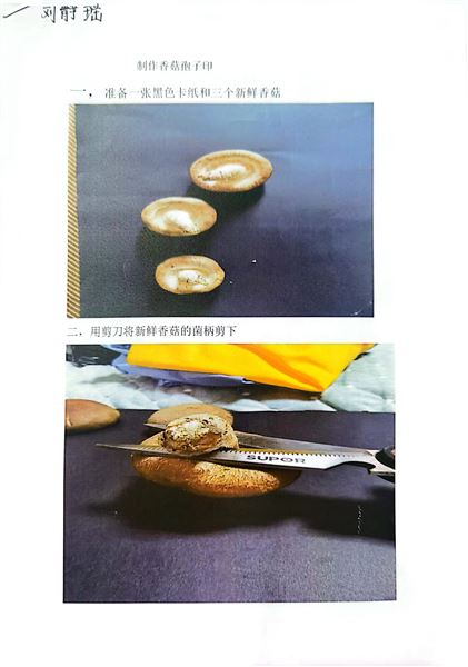 制作孢子印