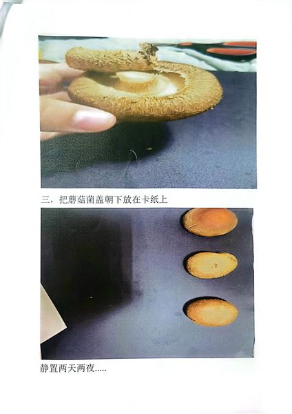 制作孢子印
