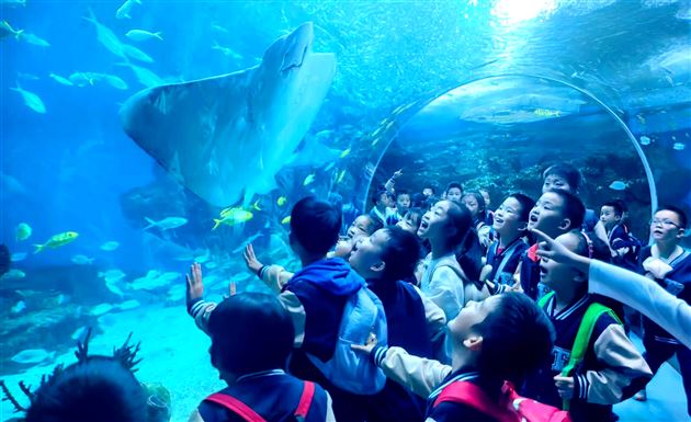 畅游海洋馆 探秘海世界——记棠外附小一、二年级秋季研学活动