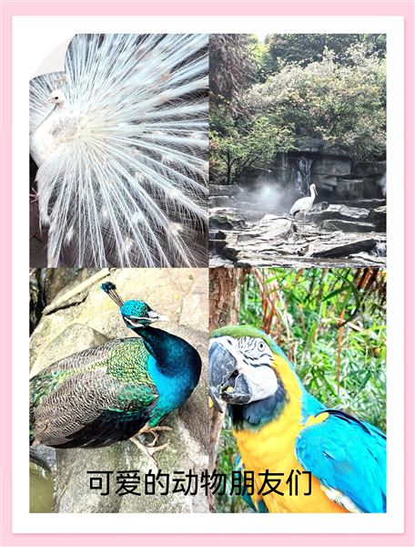 亲近野生动物世界 展开快乐研学之旅——记棠外附小五年级研学活动