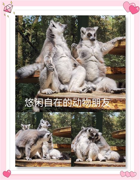 亲近野生动物世界 展开快乐研学之旅——记棠外附小五年级研学活动
