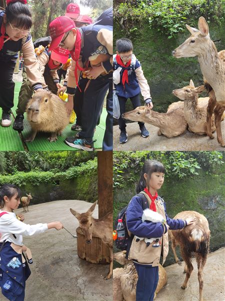 亲近野生动物世界 展开快乐研学之旅——记棠外附小五年级研学活动