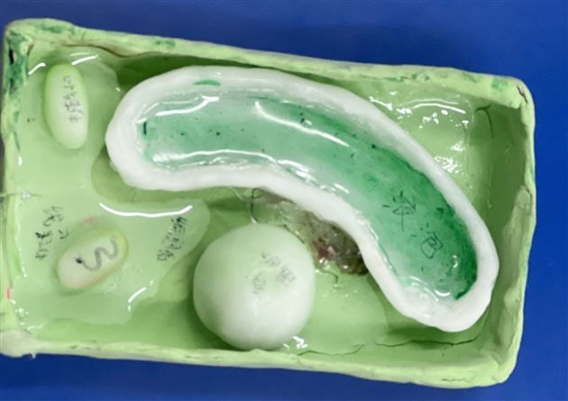 塑细胞之形,展微观之美——棠外初2024级生物细胞模型制作大赛圆满成功