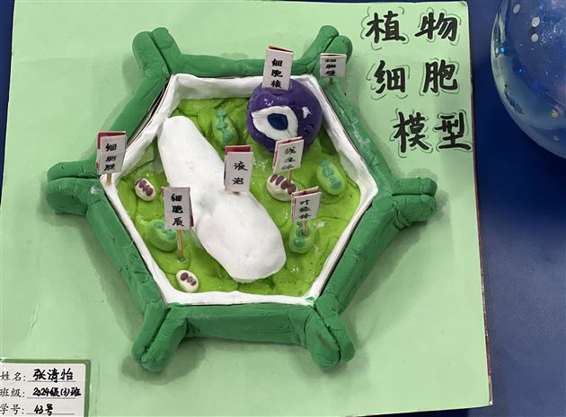 塑细胞之形,展微观之美——棠外初2024级生物细胞模型制作大赛圆满成功