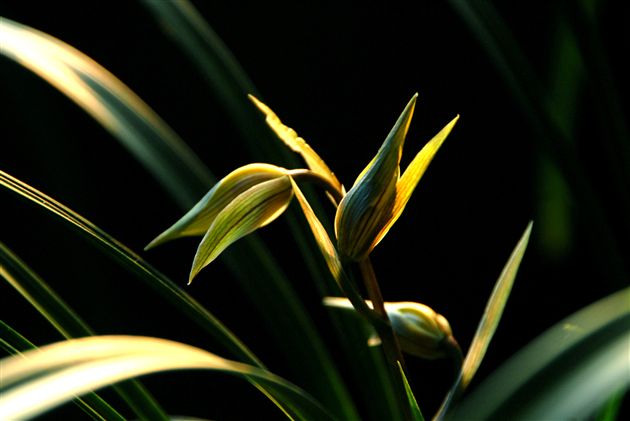 三