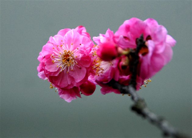 七