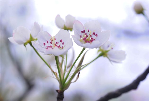 梨花