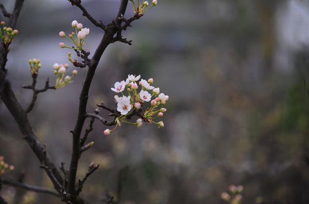 梨花