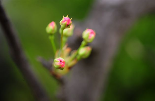 梨花