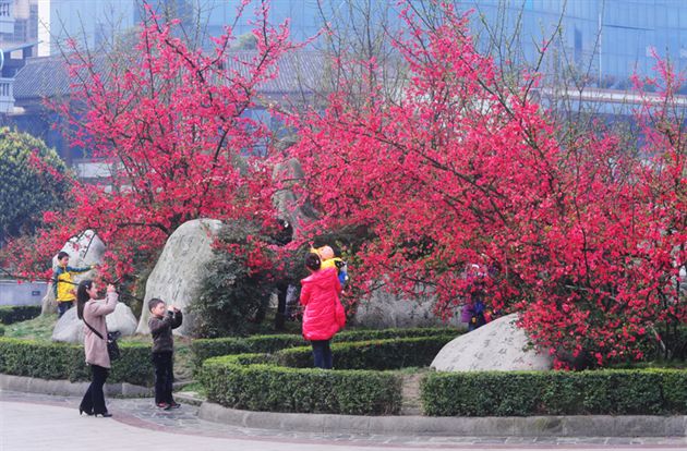 海棠花
</p><p>　　