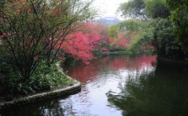 海棠花
</p><p>　　
